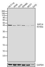 SIRT6 Antibody in Western Blot (WB)