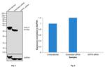 SIRT6 Antibody in Western Blot (WB)