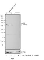 Phospho-c-Raf (Ser621) Antibody in Western Blot (WB)