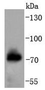 Phospho-c-Raf (Ser621) Antibody in Western Blot (WB)