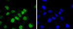 ATF1 Antibody in Immunocytochemistry (ICC/IF)