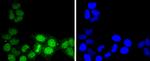 ATF1 Antibody in Immunocytochemistry (ICC/IF)