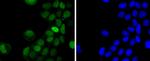 Phospho-c-Jun (Thr91) Antibody in Immunocytochemistry (ICC/IF)