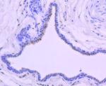 Phospho-c-Jun (Thr91) Antibody in Immunohistochemistry (Paraffin) (IHC (P))