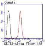 GLUT2 Antibody in Flow Cytometry (Flow)