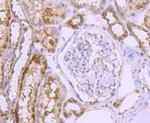 GLUT2 Antibody in Immunohistochemistry (Paraffin) (IHC (P))