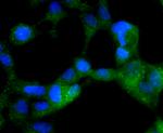 Phospho-AMPK alpha-2 (Ser345) Antibody in Immunocytochemistry (ICC/IF)