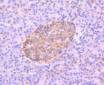 Phospho-AMPK alpha-2 (Ser345) Antibody in Immunohistochemistry (Paraffin) (IHC (P))