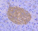 Phospho-AMPK alpha-2 (Ser345) Antibody in Immunohistochemistry (Paraffin) (IHC (P))