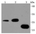14-3-3 beta/zeta Antibody in Western Blot (WB)