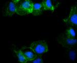 Phospho-RAC1/CDC42 (Ser71) Antibody in Immunocytochemistry (ICC/IF)