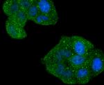 Phospho-RAC1/CDC42 (Ser71) Antibody in Immunocytochemistry (ICC/IF)