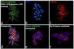 PD-L1 (CD274) Antibody in Immunocytochemistry (ICC/IF)