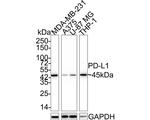 PD-L1 (CD274) Antibody in Western Blot (WB)