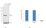 SIRT2 Antibody