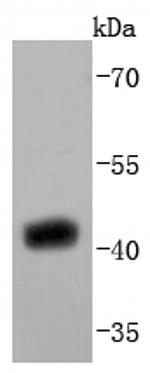 SIRT2 Antibody in Western Blot (WB)