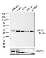 SIRT2 Antibody in Western Blot (WB)