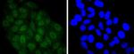 STAT5 alpha/beta Antibody in Immunocytochemistry (ICC/IF)