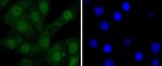 STAT5 alpha/beta Antibody in Immunocytochemistry (ICC/IF)