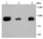 STAT5 alpha/beta Antibody in Western Blot (WB)