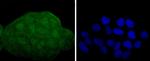 MEK3/MEK6 Antibody in Immunocytochemistry (ICC/IF)