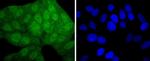 MEK3/MEK6 Antibody in Immunocytochemistry (ICC/IF)