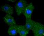 Phospho-SHIP1 (Tyr1020) Antibody in Immunocytochemistry (ICC/IF)