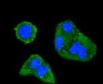 Phospho-SHIP1 (Tyr1020) Antibody in Immunocytochemistry (ICC/IF)