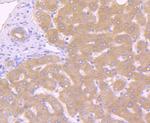 Caspase 10 Antibody in Immunohistochemistry (Paraffin) (IHC (P))