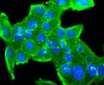 CD3d Antibody in Immunocytochemistry (ICC/IF)