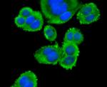 CD3d Antibody in Immunocytochemistry (ICC/IF)