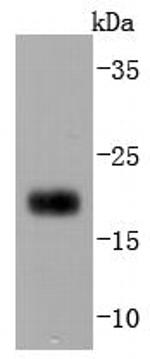 CD3d Antibody in Western Blot (WB)