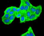 PRDX2 Antibody in Immunocytochemistry (ICC/IF)