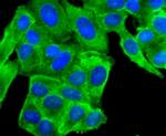 PRDX2 Antibody in Immunocytochemistry (ICC/IF)