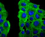 PRDX2 Antibody in Immunocytochemistry (ICC/IF)