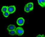 PRDX2 Antibody in Immunocytochemistry (ICC/IF)