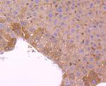 PRDX2 Antibody in Immunohistochemistry (Paraffin) (IHC (P))