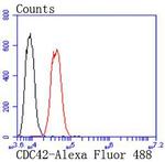 Cdc42 Antibody in Flow Cytometry (Flow)