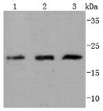 Cdc42 Antibody in Western Blot (WB)