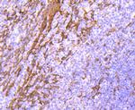 HSP27 Antibody in Immunohistochemistry (Paraffin) (IHC (P))