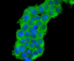 Cdc45L Antibody in Immunocytochemistry (ICC/IF)