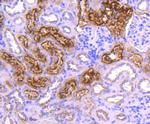 Cystatin C Antibody in Immunohistochemistry (Paraffin) (IHC (P))