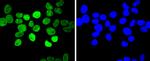 E2F1 Antibody in Immunocytochemistry (ICC/IF)