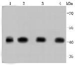 Actin Antibody in Western Blot (WB)