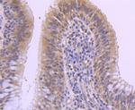 MKP-1 Antibody in Immunohistochemistry (Paraffin) (IHC (P))