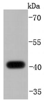 MKP-1 Antibody in Western Blot (WB)