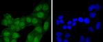 4EBP1 Antibody in Immunocytochemistry (ICC/IF)