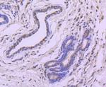 4EBP1 Antibody in Immunohistochemistry (Paraffin) (IHC (P))