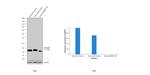 4EBP1 Antibody in Western Blot (WB)