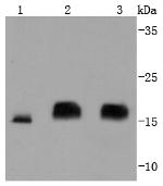 4EBP1 Antibody in Western Blot (WB)